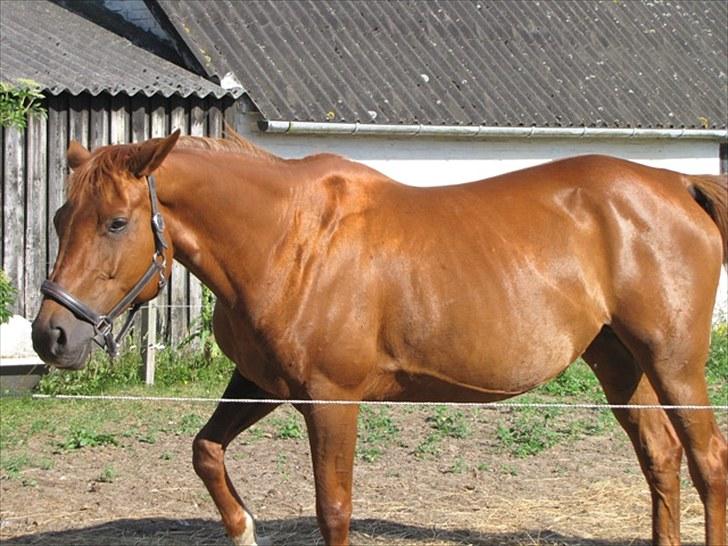 Trakehner Una Carlotta - Skal jeg snart ind? fotograf: mig billede 3