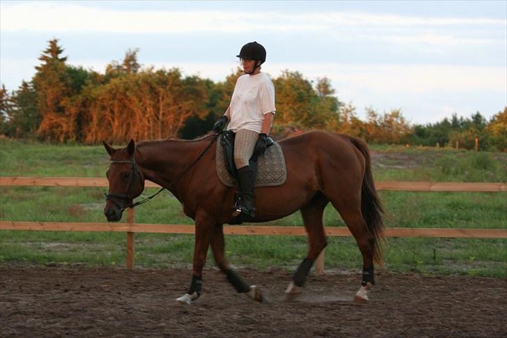 Trakehner Una Carlotta - Vi skridter af. Fotograf Per Bentzen billede 6