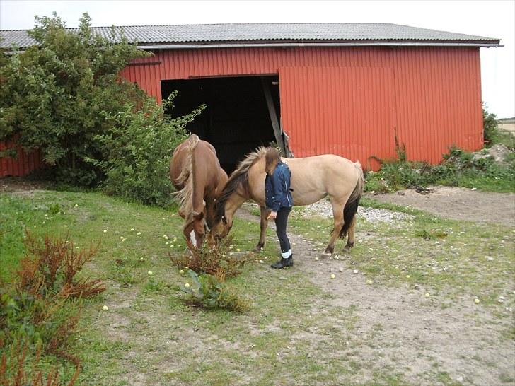 Anden særlig race Smilla billede 11