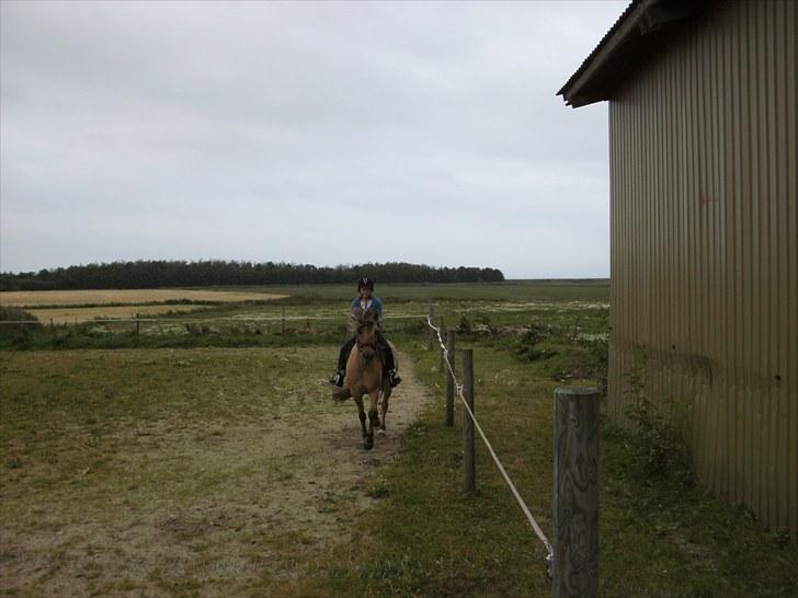 Anden særlig race Smilla billede 12