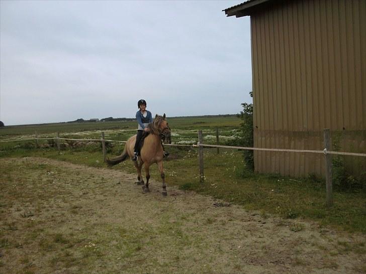 Anden særlig race Smilla billede 13