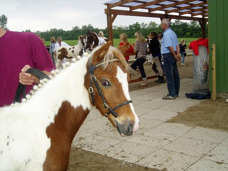 Pinto Svalebos Red Bull SOLGT   billede 14