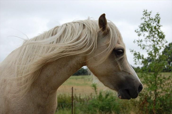 Welsh Pony (sec B) Fantasie V.   SOLGT! - Fantasie nu 3 år gammel (d.18.08.2010) billede 17