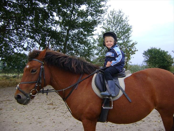 New Forest Bonnie  billede 16