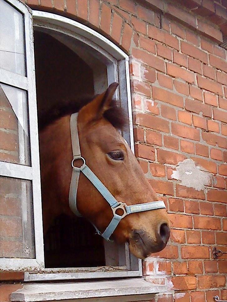 New Forest Bonnie  billede 17