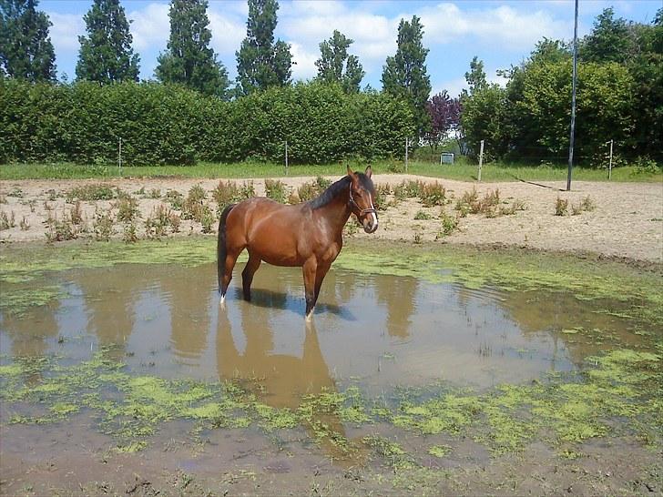 Fuldblod (XX) tatoonie "R.I.P min elskede dreng"<3  - NYT :) billede 19