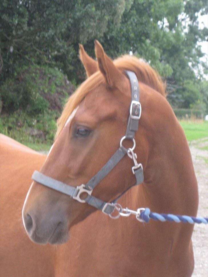 New Forest Clyde- {SOLGT} billede 14