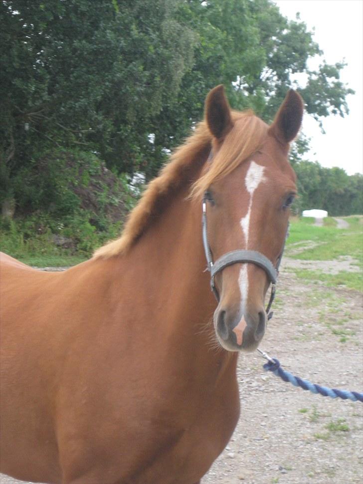 New Forest Clyde- {SOLGT} billede 15