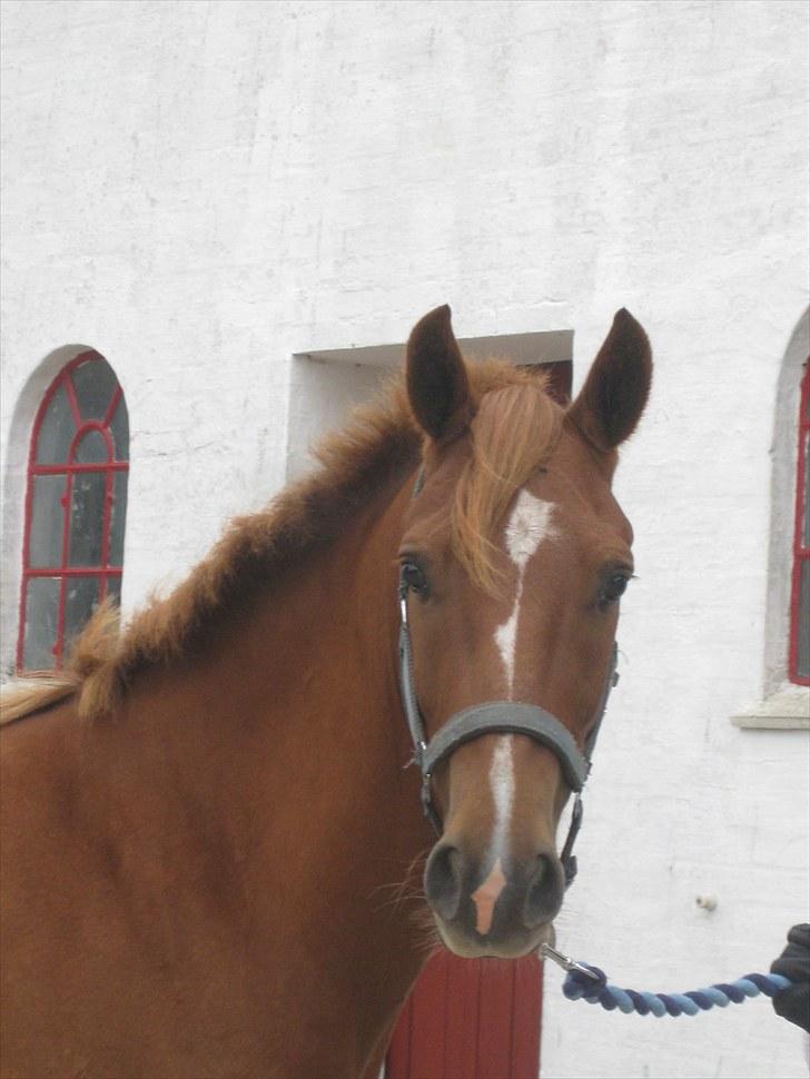 New Forest Clyde- {SOLGT} billede 16