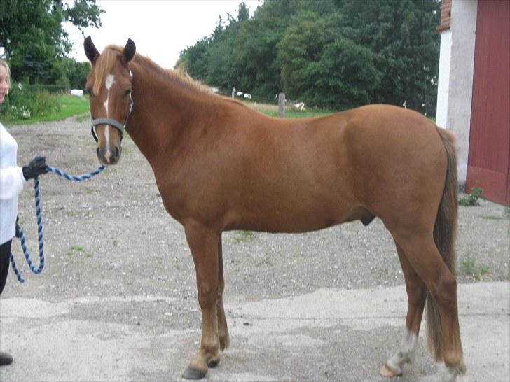 New Forest Clyde- {SOLGT} billede 17