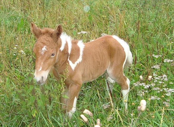 Anden særlig race smorup's Star  billede 1