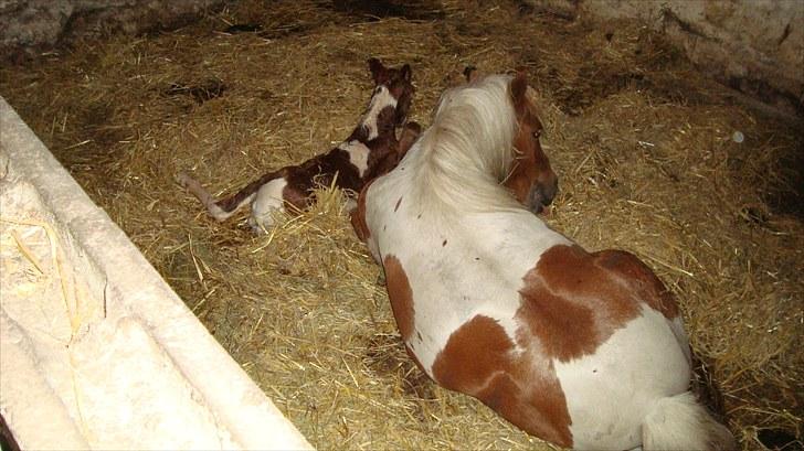 Anden særlig race smorup's Star  billede 2