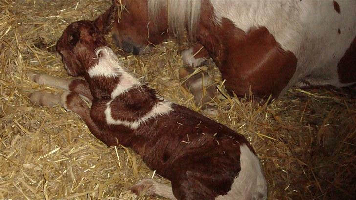 Anden særlig race smorup's Star  billede 3