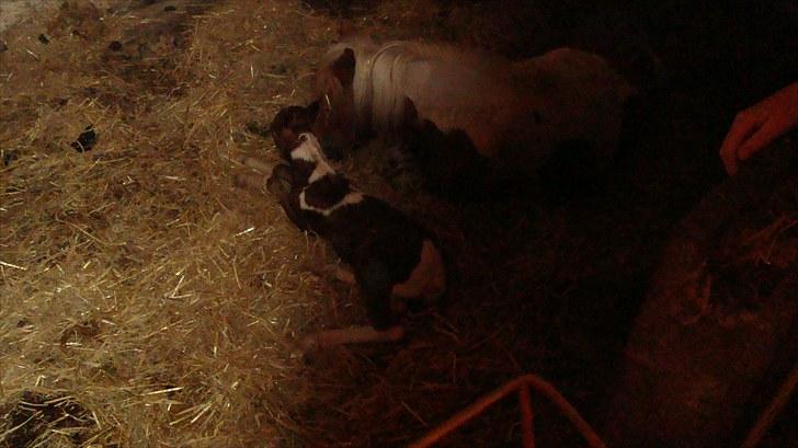 Anden særlig race smorup's Star  billede 4