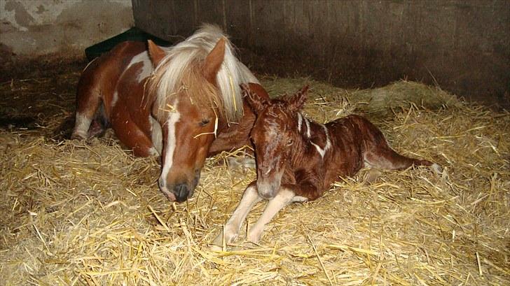 Anden særlig race smorup's Star  billede 5