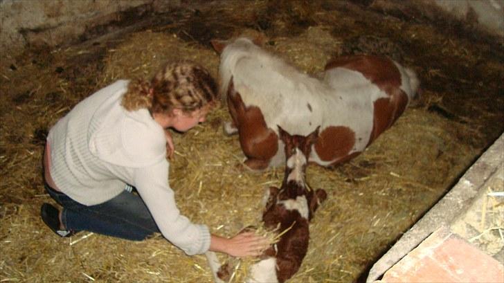 Anden særlig race smorup's Star  billede 6