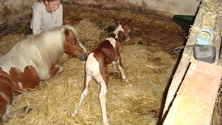 Anden særlig race smorup's Star  billede 7