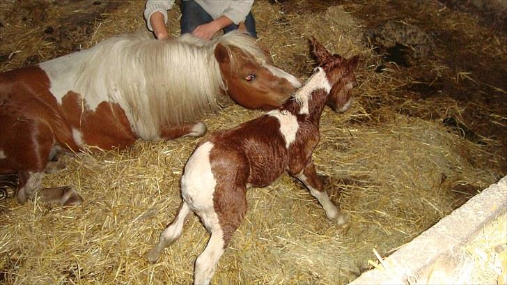 Anden særlig race smorup's Star  billede 8