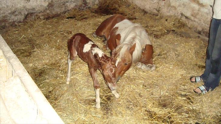 Anden særlig race smorup's Star  billede 9