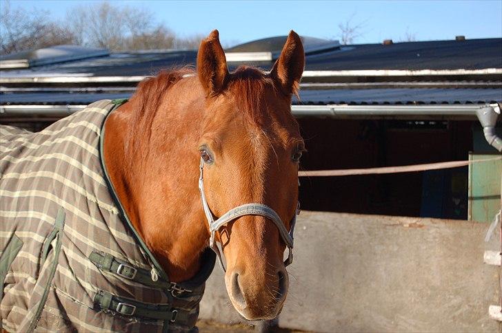 Dansk Varmblod No rain to day Frede - Frede i vinter solen billede 3