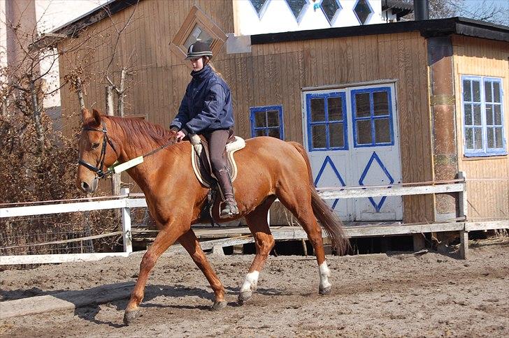 Dansk Varmblod No rain to day Frede - Mig og Frede på banen billede 4