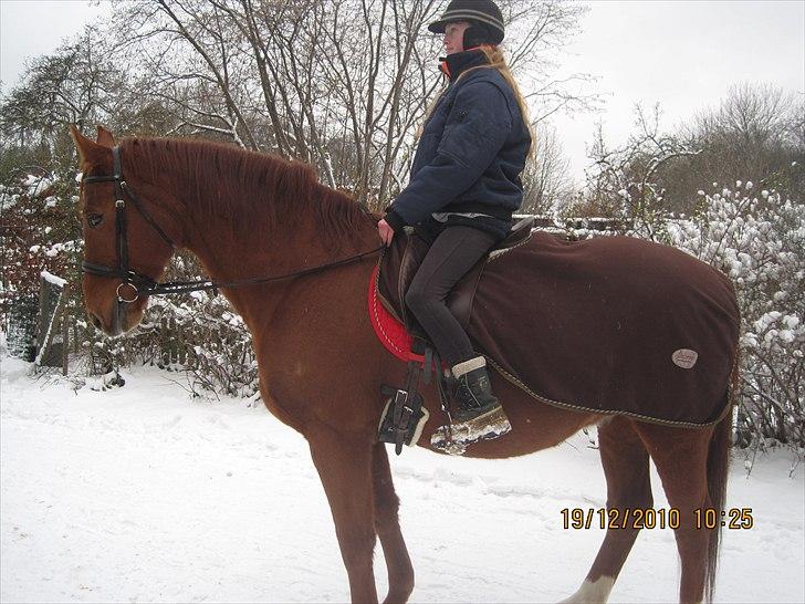 Dansk Varmblod No rain to day Frede - Frede og Mig i vintervejret billede 5