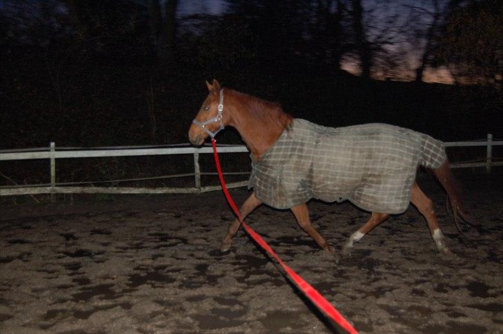 Dansk Varmblod No rain to day Frede - Mig der longere Frede i solnedgang :) billede 6