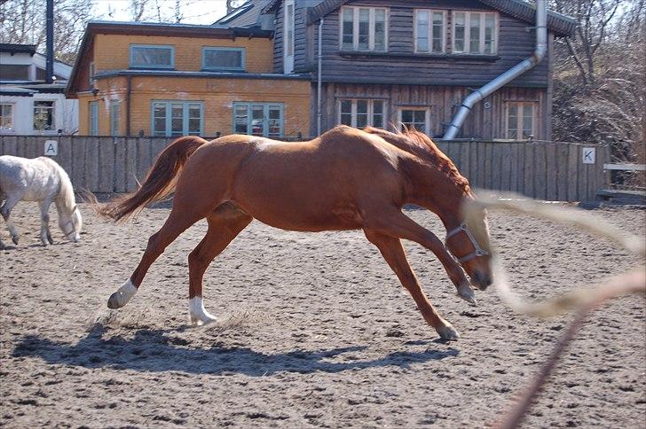 Dansk Varmblod No rain to day Frede - Glade Frede på banen billede 7