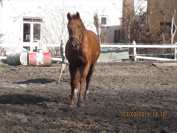 Dansk Varmblod No rain to day Frede - Frede på banen:) billede 8