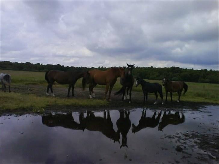 Dansk Varmblod No rain to day Frede - Julie, Frede, Regtime, Manfred og Pokka :) billede 9