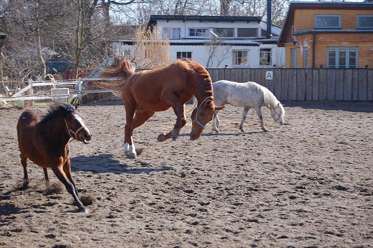 Dansk Varmblod No rain to day Frede - Hopla Frede :) billede 10
