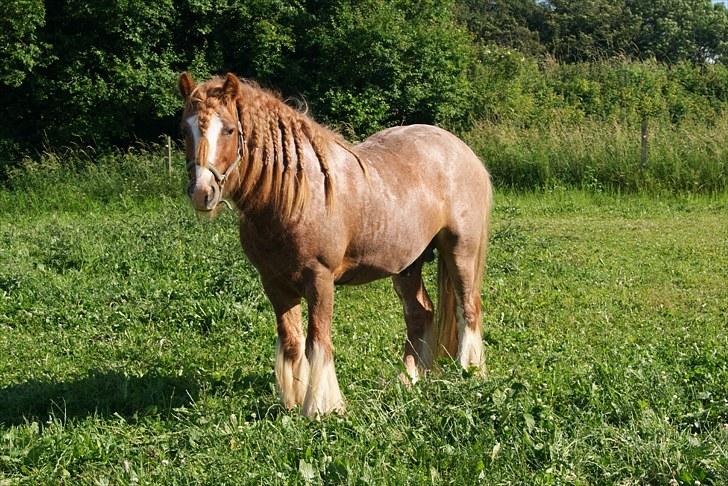 Irish Cob Lennys Boy - Sommer 2010 billede 1