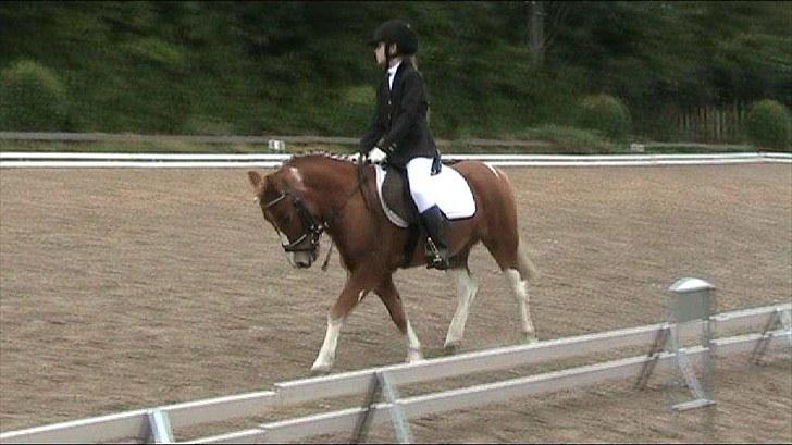 Anden særlig race Peter (Solgt) - Dressurstevne(1.plads) billede 9