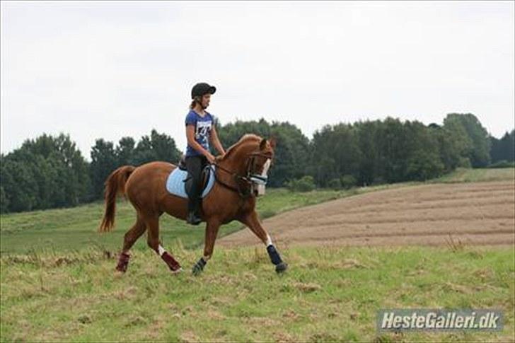 Anden særlig race Dreamwork DK  billede 16