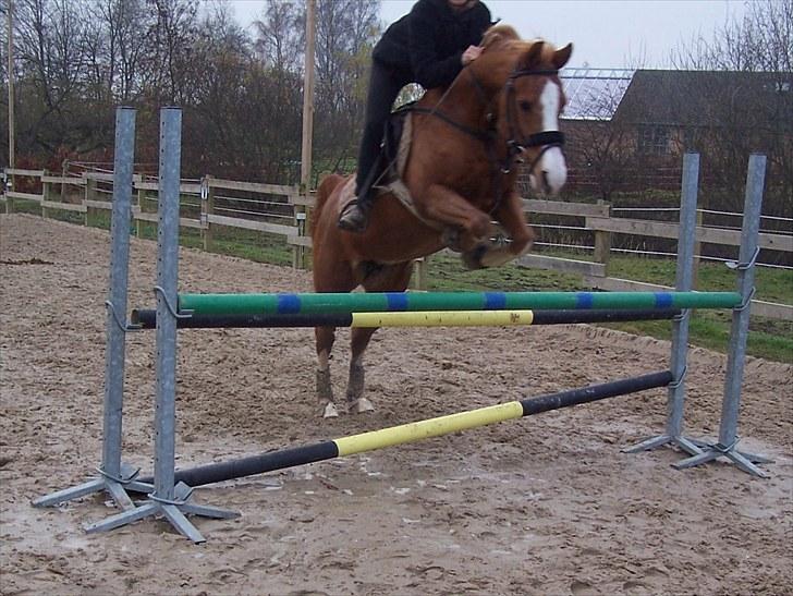 Anden særlig race Dreamwork DK  billede 17