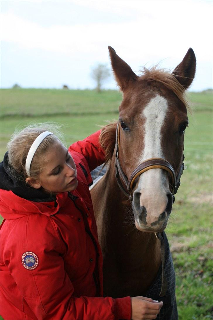 Anden særlig race Dreamwork DK  billede 19