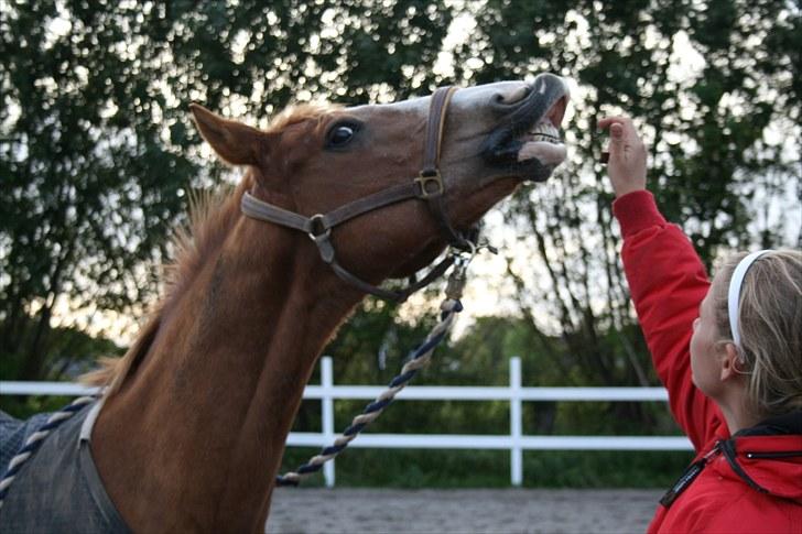 Anden særlig race Dreamwork DK  billede 20