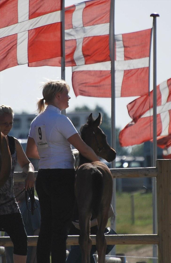 Arabisk fuldblod (OX) Zijara Amelia E'jaaz - Nationale show i middelfart billede 15