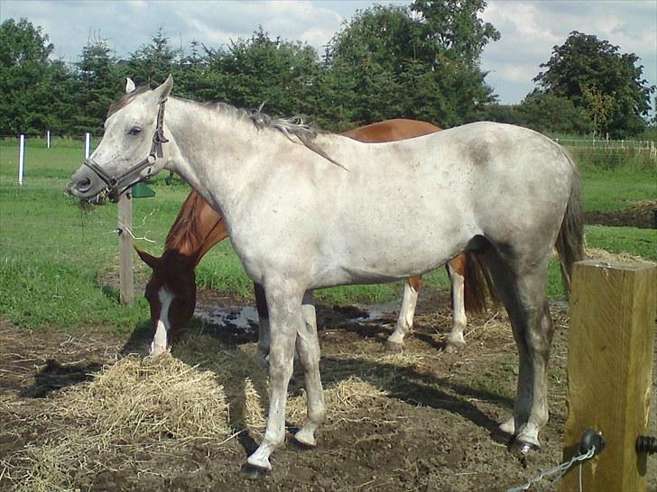 Arabisk fuldblod (OX) Wa`Heed El Haakim GL.part billede 6