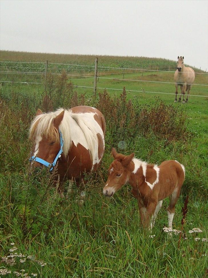 Anden særlig race smorup's Star  billede 10