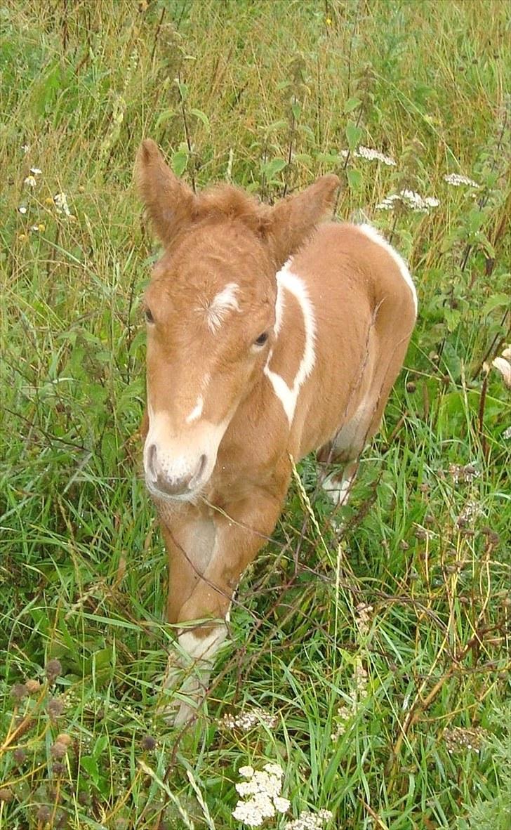 Anden særlig race smorup's Star  billede 11