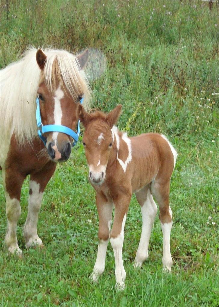 Anden særlig race smorup's Star  billede 12