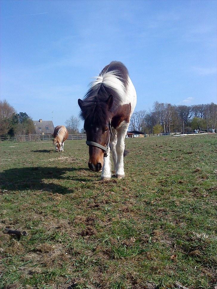 Islænder lokkur billede 12