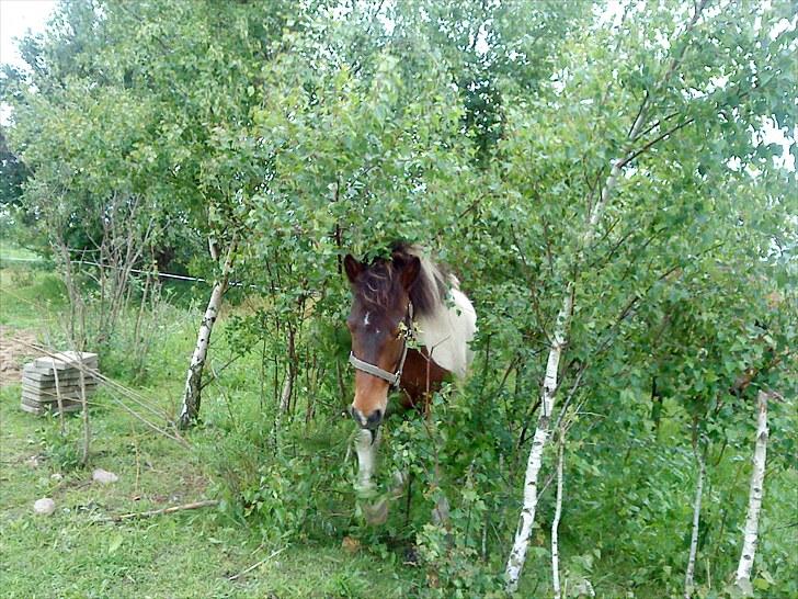 Islænder lokkur billede 13