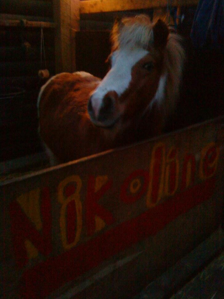 Shetlænder  † Nikoline † billede 13