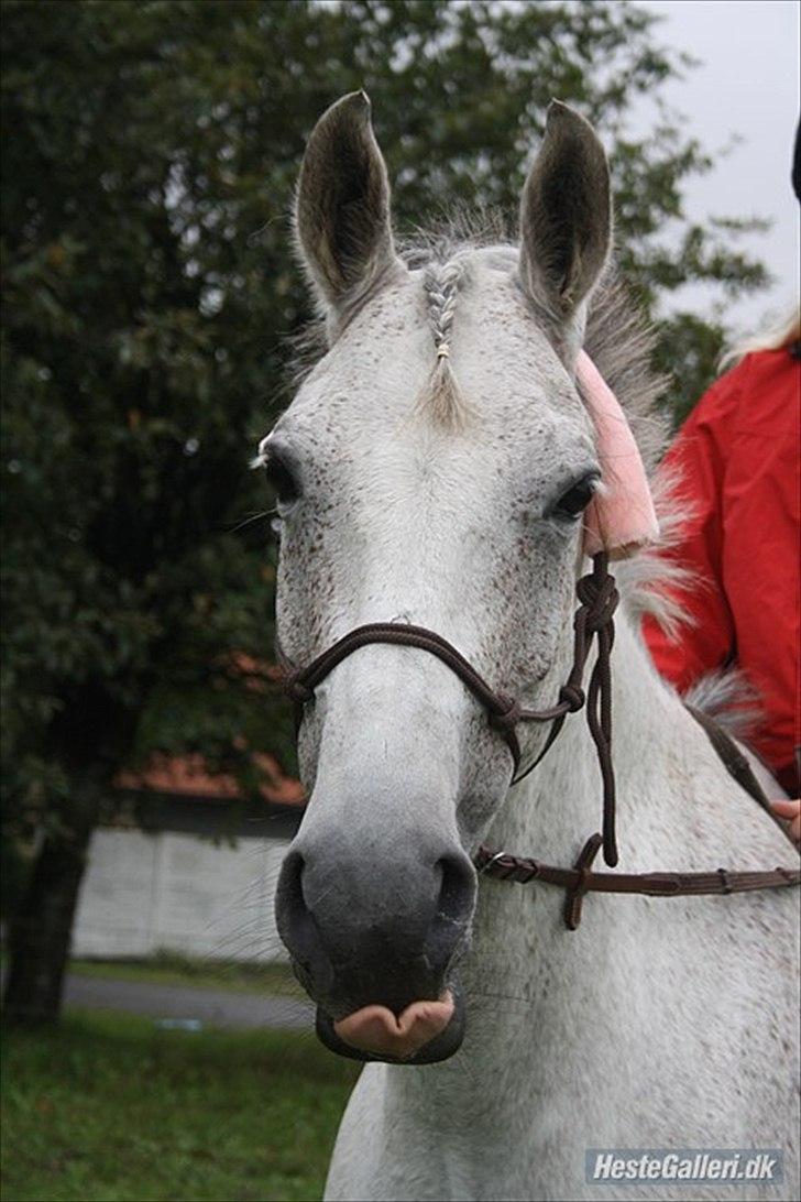 DSP Sv's Mercedes Morgenstern<3 billede 15