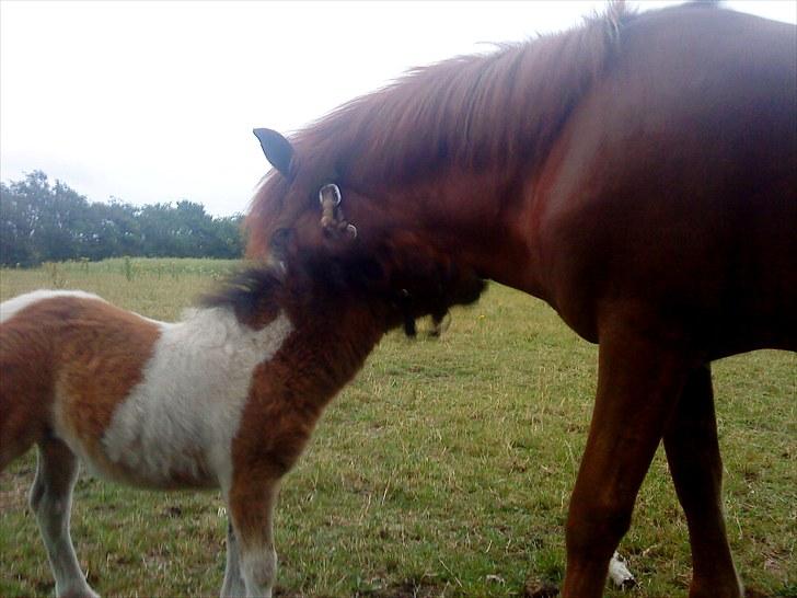Shetlænder Rørsgaards Antonette billede 7