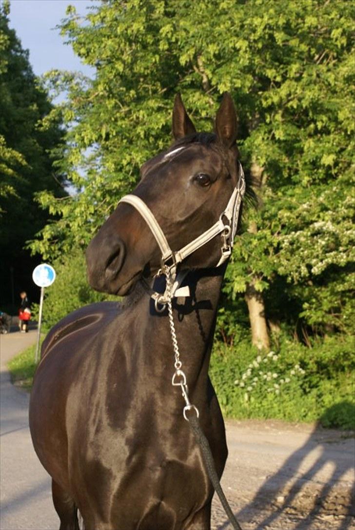 Dansk Varmblod Ajour <3 *Passer :D - Igen her: Foto Tine eller Rikke. :) billede 4