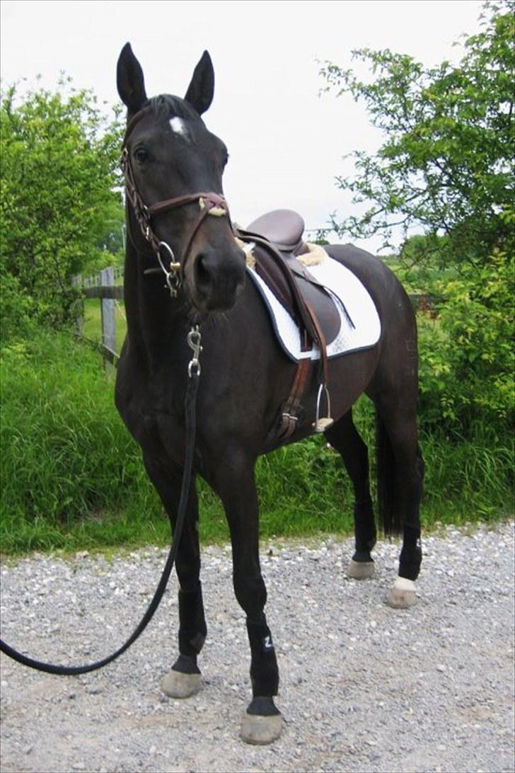 Dansk Varmblod Ajour <3 *Passer :D - Foto: Rikke T. M. Eller Tine T. M. ;) Ved igen ikk hvem af dem! :)  billede 5