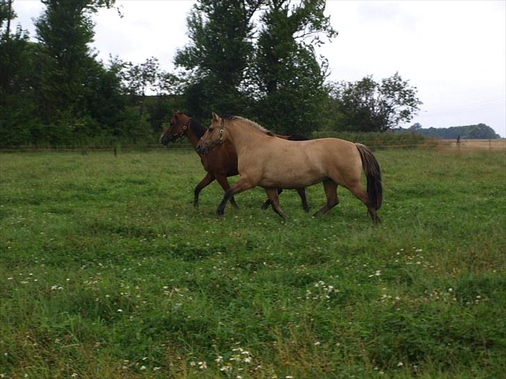 Anden særlig race Engholm's Sandy** SOLGT! billede 1